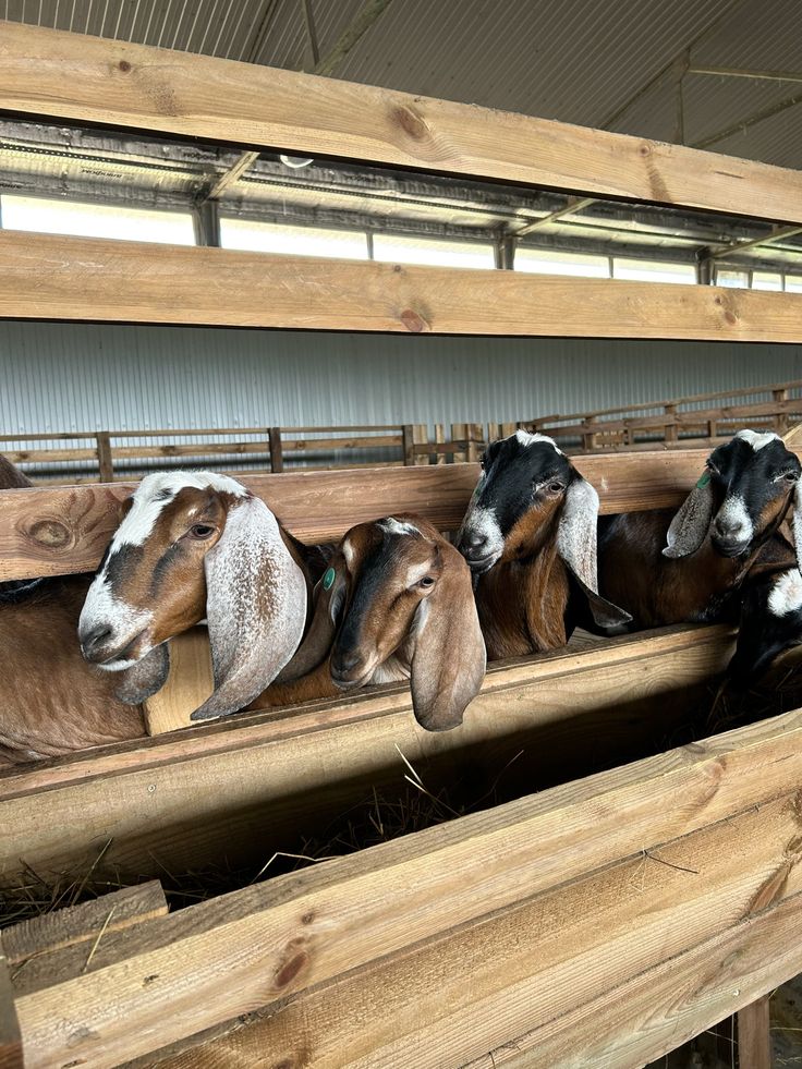 Venta de chivo en pie (promedio 10 kg)