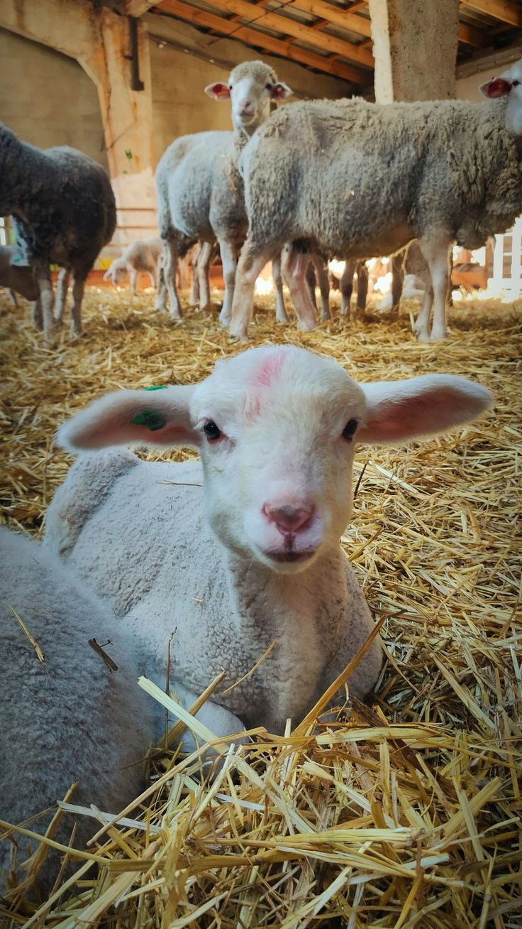 Venta de carne de chivo